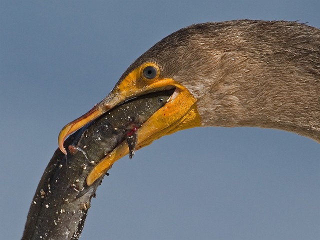 Ohrenscharbe Phalacrocorax auritus Double-Crested Cormorant